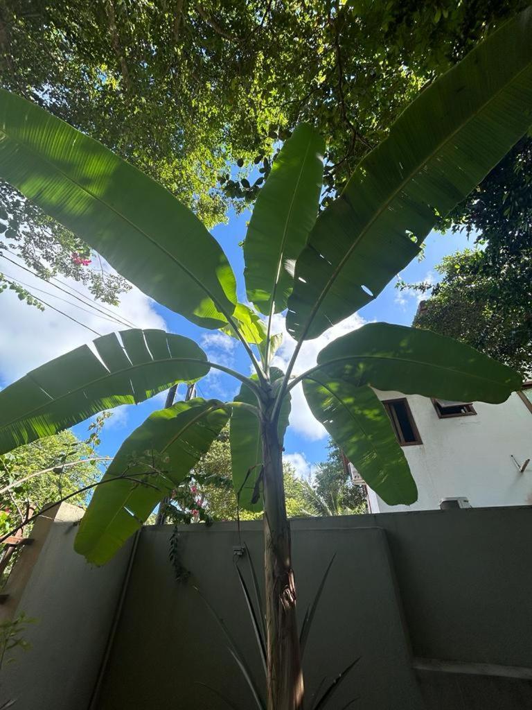Espaco Ekos Pipa Praia de Pipa المظهر الخارجي الصورة